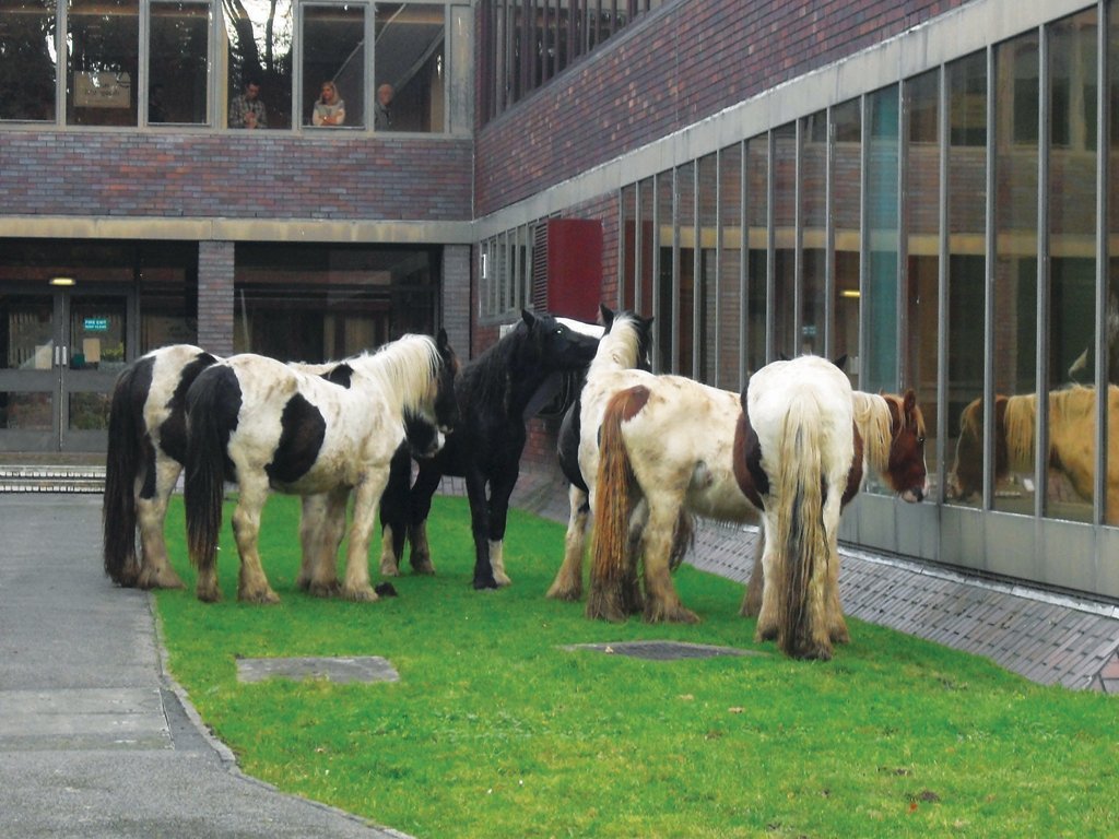 21 horse abandonment